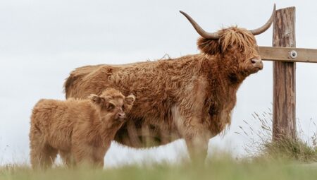 Almanya Çiftlik Müdürü Maaşları