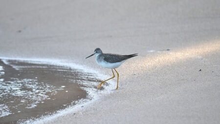 Arama Jeoloğu Maaşları