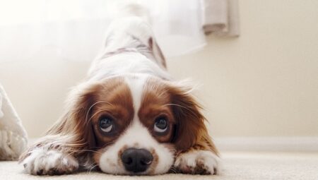 Köpek Eğitmeni Maaşları