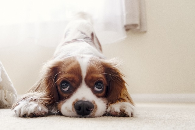 Köpek Eğitmeni Maaşları