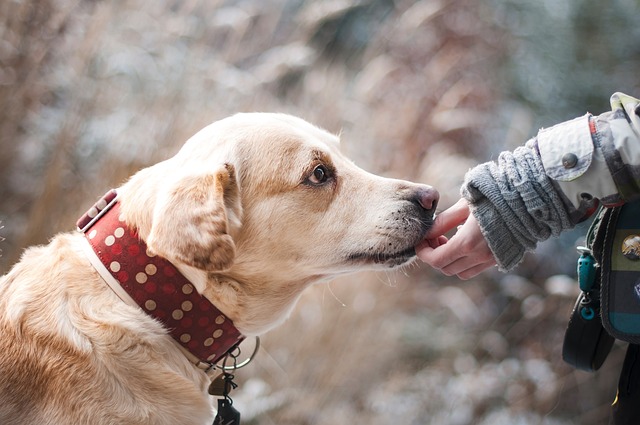 Köpek Eğitmeni Maaşları