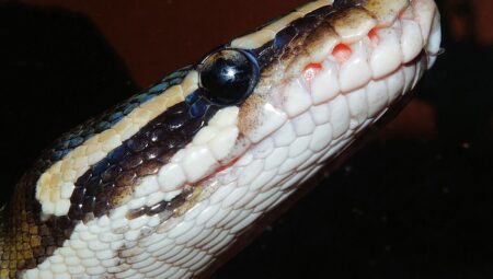 Python Developer Maaşları