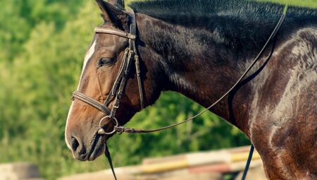 Ride Operatörü Maaşları