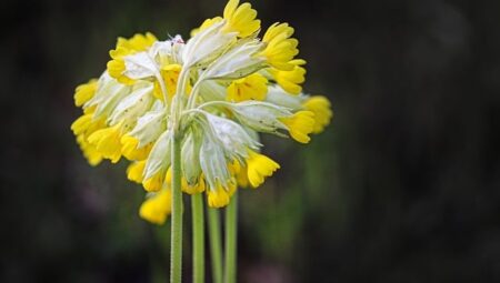 Tıbbi Görüntüleme Teknikeri Maaşları