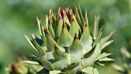 Tıbbi Mümessil Maaşları